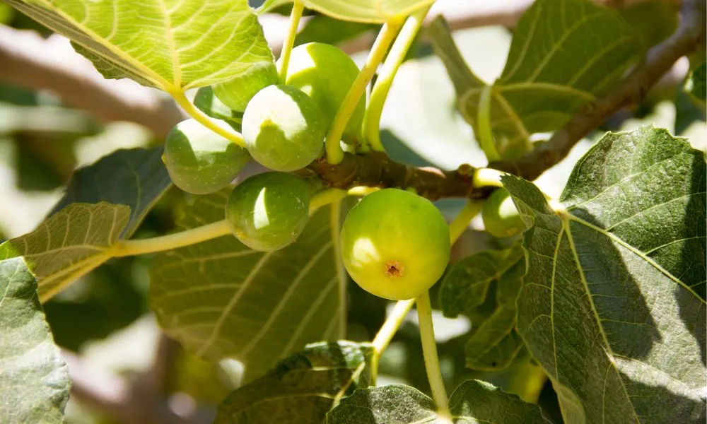 Giải đáp những câu hỏi thường gặp về phong thủy và cách trồng cây sung cảnh tại nhà