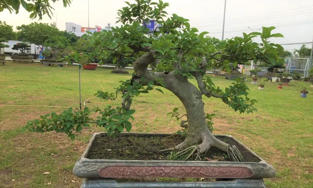 Mẫu cây sung bonsai dáng đẹp, thể hiện kỹ thuật uốn nắn và chăm sóc lâu năm điêu luyện