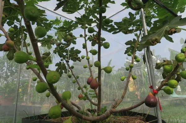 Cây sung Mỹ con trong chậu lớn với bộ rễ đang phát triển