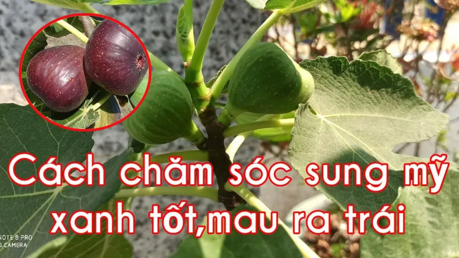 Cây sung Mỹ trưởng thành đang ra trái trong chậu