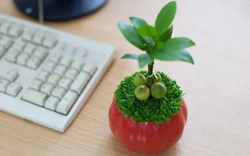 Cây Tài Lộc mang nhiều ý nghĩa phong thủy và tinh thần