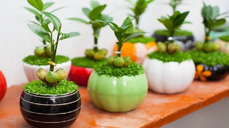 Cây Tài Lộc hợp với người Mệnh Mộc hoặc Mệnh Hỏa