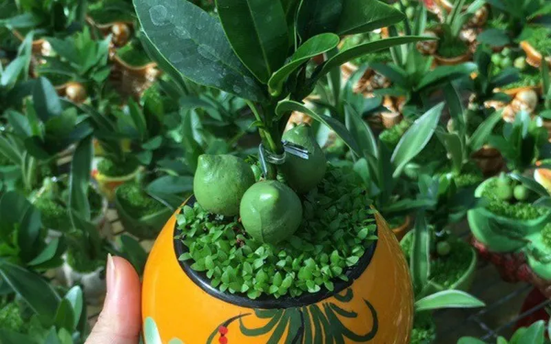 Cách chăm sóc cây Tài Lộc