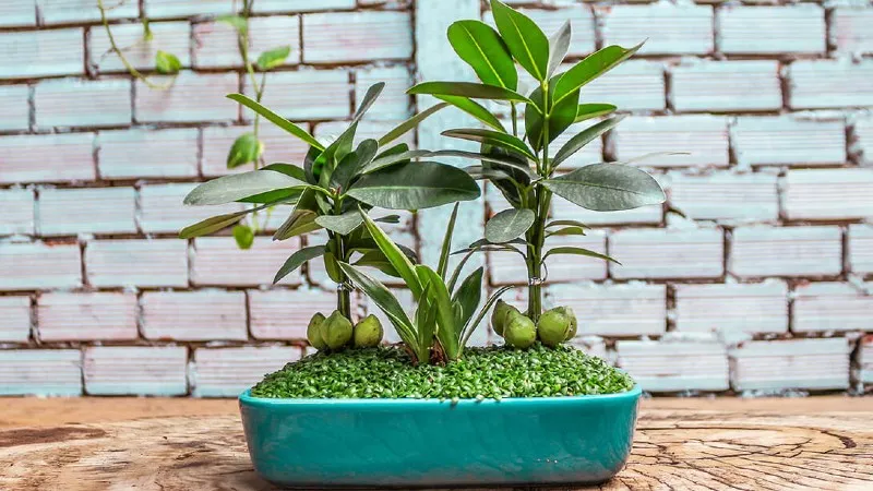 Cây Tài Lộc nên được đặt tại các vị trí trung tâm