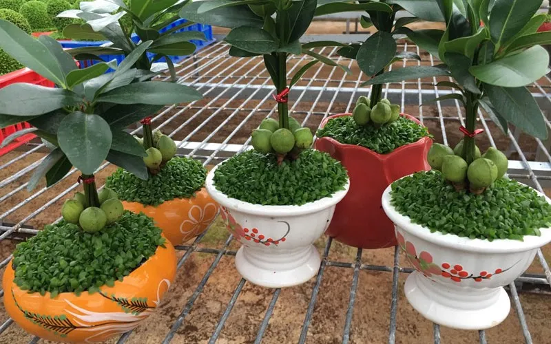 Giá và nơi bán cây Tài Lộc