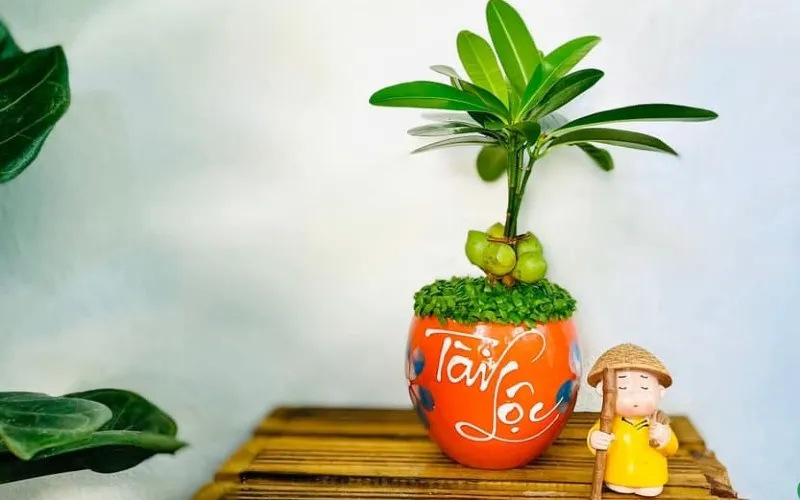 Cây Tài Lộc mang may mắn, phát tài cho gia chủ