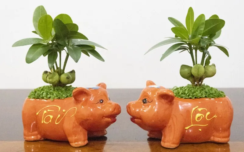 Cây Tài Lộc trồng trong chậu Tết