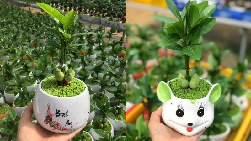 Trồng Cây Tài Lộc để Tết thêm lộc