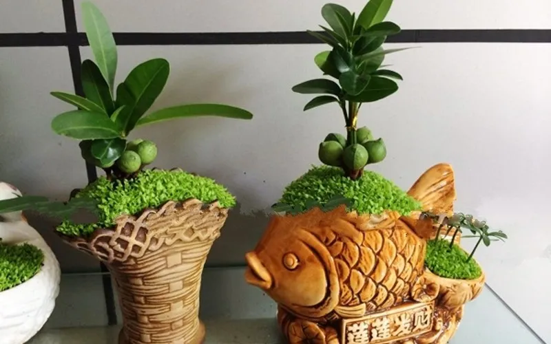 Cây Tài Lộc giúp căn nhà tươi sáng, tràn đầy sức sống