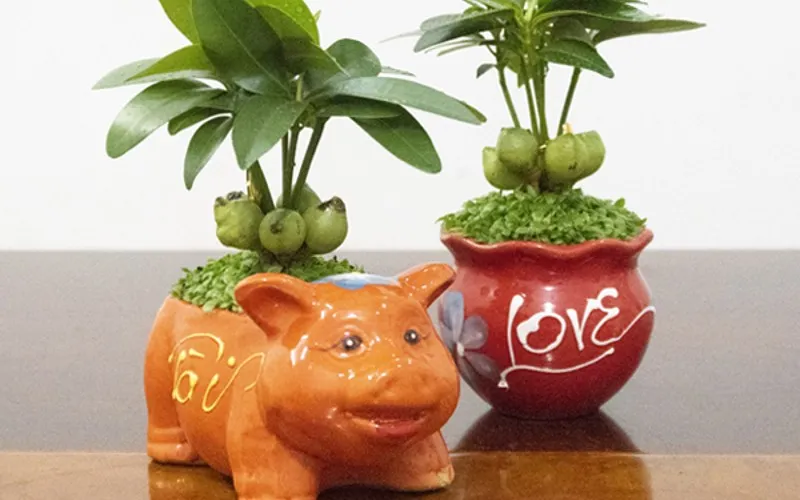 Màu xanh của Cây Tài Lộc sẽ giúp tinh thần bạn thoải mái hơn