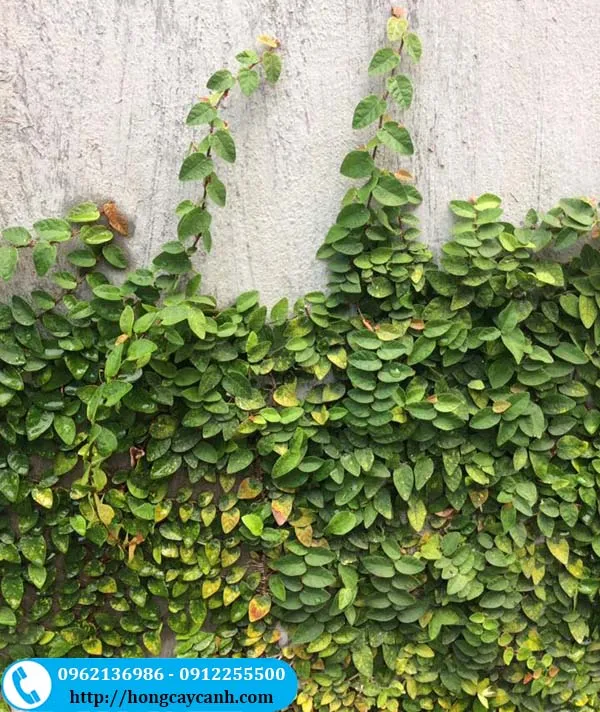 Cây thằn lằn leo tường