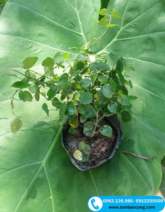 Cây thằn lằn giống trồng bầu