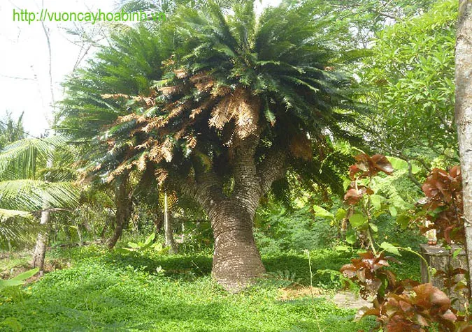 Cây Thiên Tuế được trồng trong chậu làm cây cảnh phong thủy nội thất