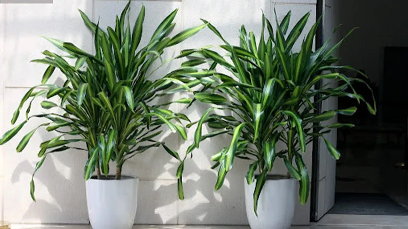 Cách chăm sóc cây thiết mộc lan