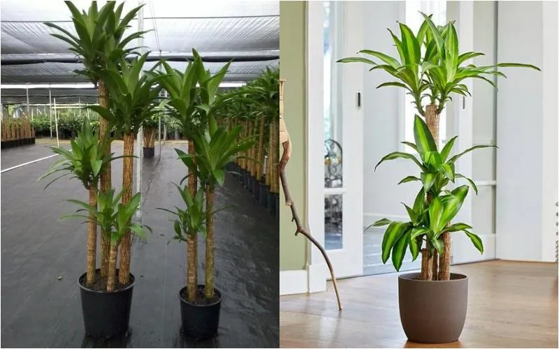 Cây thiết mộc lan dạng nhỏ hơn