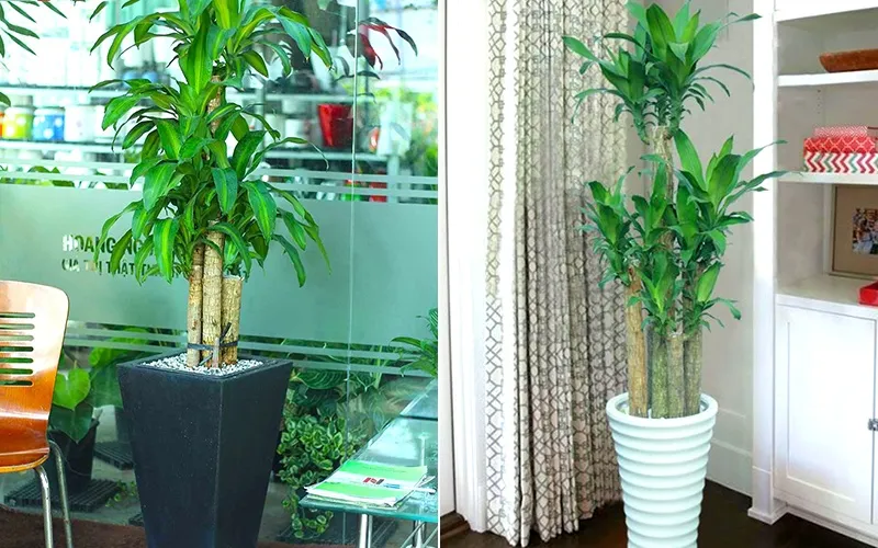 Lưu ý khi trồng và chăm sóc cây thiết mộc lam