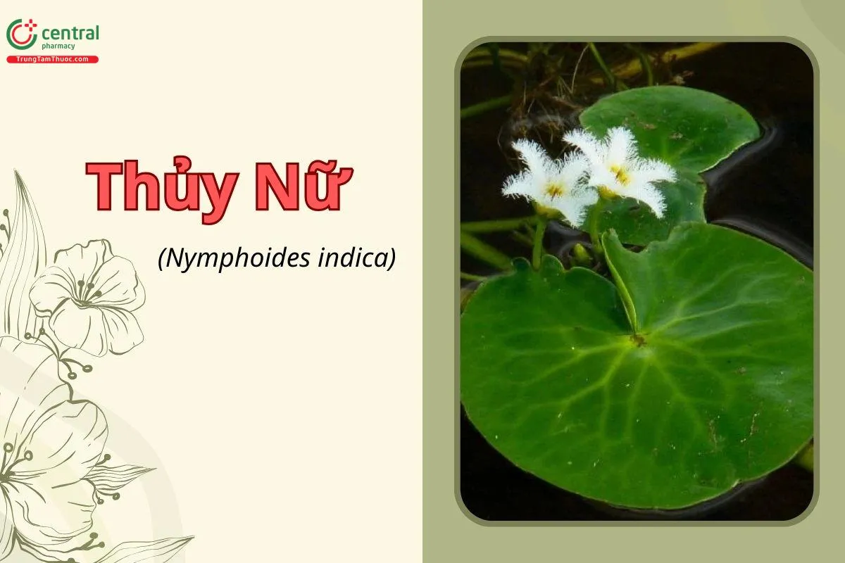 ThủY Nữ (Rau Tràng - Nymphoides indica) - Chân dung của loài thủy sinh