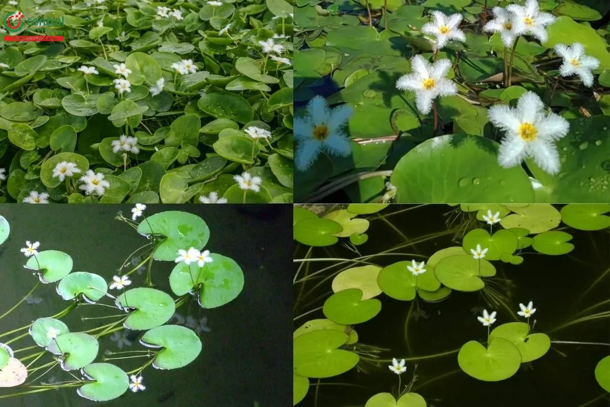 Cây Thủy Nữ là loài thủy sinh