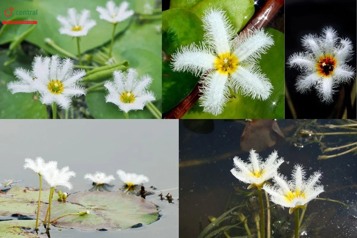 Hình ảnh hoa Thủy Nữ - Một phần quan trọng trong đặc điểm nhận dạng