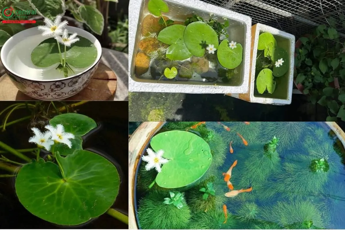 Thủy Nữ thường được trồng làm cây cảnh cho bể thủy sinh