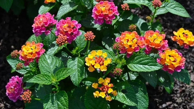 Hoa ngũ sắc nở rộ nhiều màu sắc