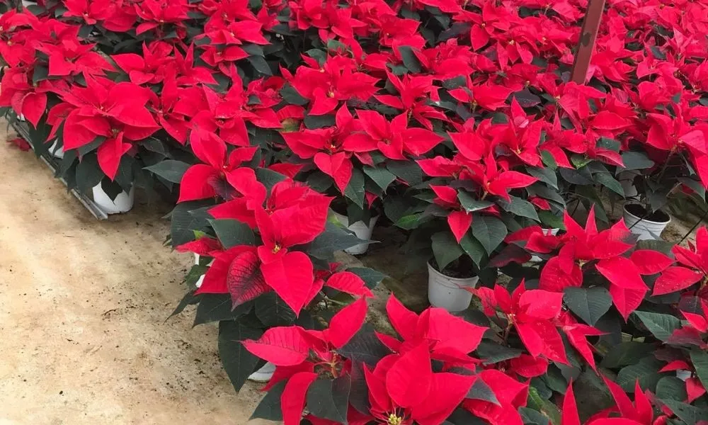 Đặc điểm sinh học của cây hoa trạng nguyên