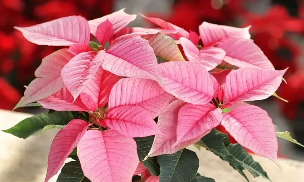 Chi tiết các bước giâm cành và trồng cây trạng nguyên