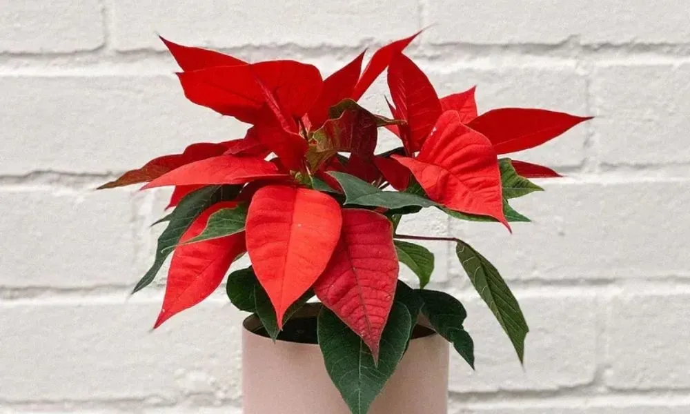 Ý nghĩa phong thủy và màu sắc hoa trạng nguyên