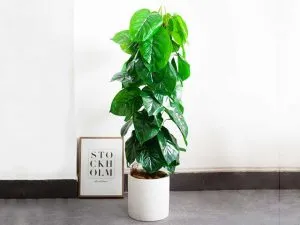 Các yếu tố điều kiện môi trường lý tưởng để chăm sóc trầu bà leo cột trong nhà