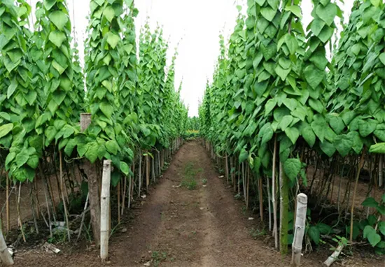 Một góc vườn trồng cây sương sâm lông với giàn leo được thiết lập