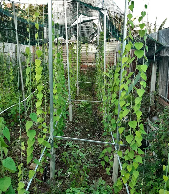 Hình ảnh thực tế về kỹ thuật làm giàn và trồng cây sương sâm lông