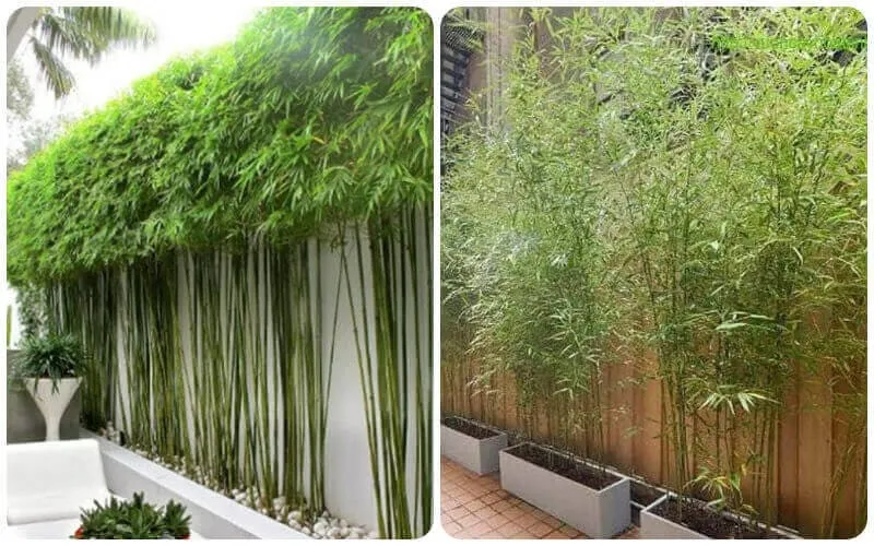 Cây trúc cần câu là loại cây cảnh được săn đón hiện nay