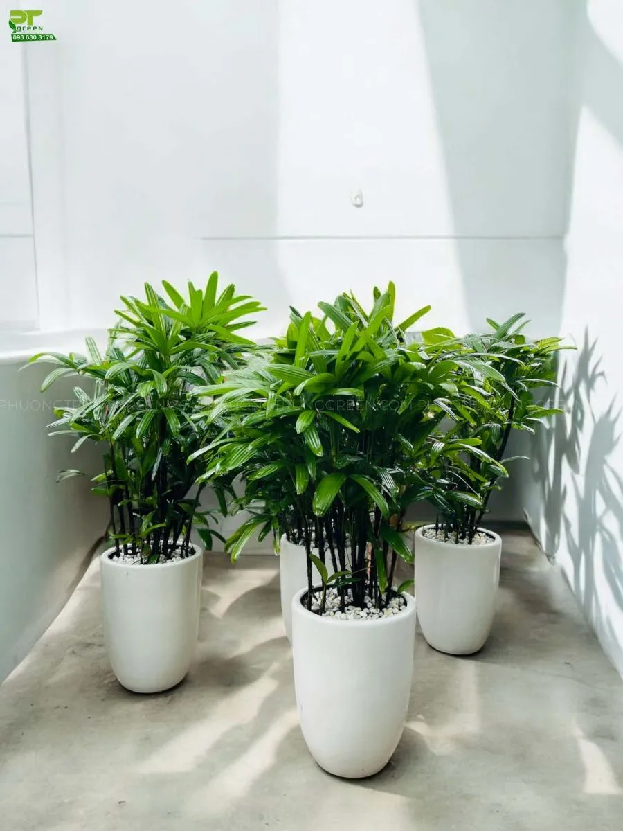 Cây Trúc Mây trồng chậu sứ trắng nội thất