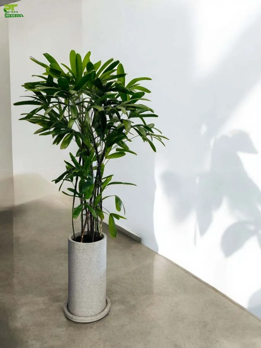 Trúc Mây chậu xi măng dáng cao sang trọng