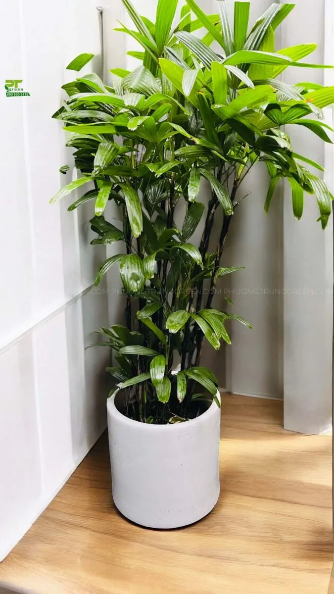 Cây Trúc Mây trang trí phòng khách và phòng ngủ