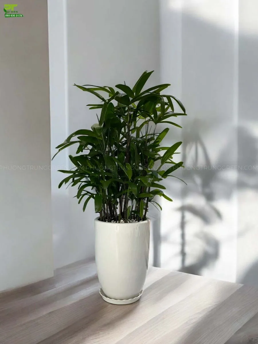 Trúc Mây với tán lá xanh mướt