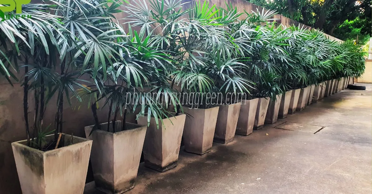 CÃ¢y trÃºc mÃ¢y trong dá»± Ã¡n trang trÃ­ cÃ¢y xanh