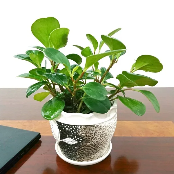 Trồng cây Trường Sinh thủy sinh