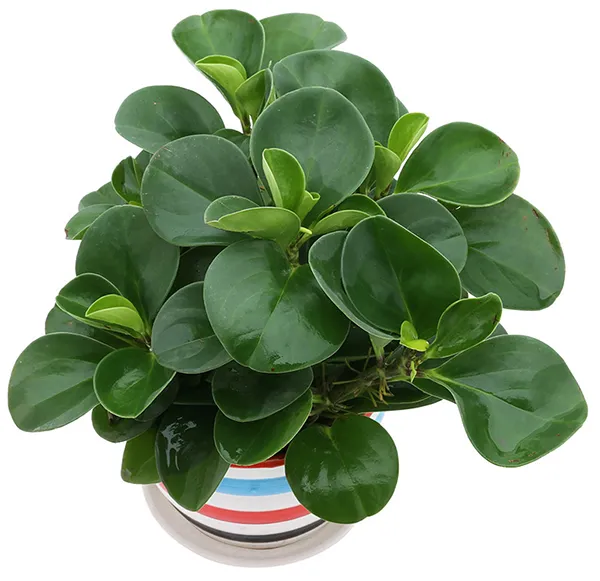 Chuẩn bị trồng cây Trường Sinh thủy sinh