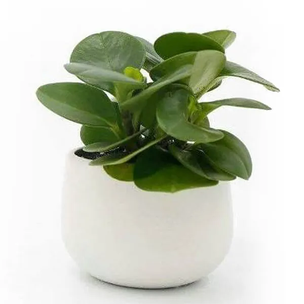 Cây Trường Sinh thủy sinh đã hoàn tất