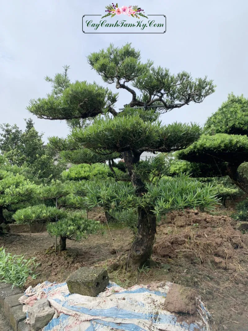 Cây Tùng La Hán cổ thụ với thân cây to lớn, biểu tượng cho sự trường thọ và bền bỉ