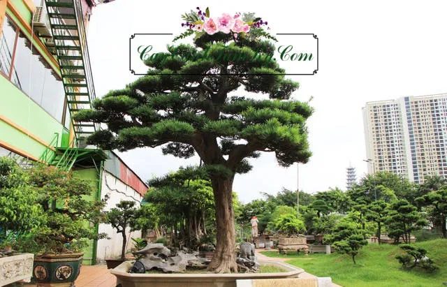 Cận cảnh lá và quả Tùng La Hán, quả có hình dáng đặc trưng giống vị La Hán