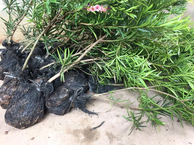 Tùng La Hán bonsai được trồng trong chậu sứ, đặt trong vườn khô ráo, thoáng mát