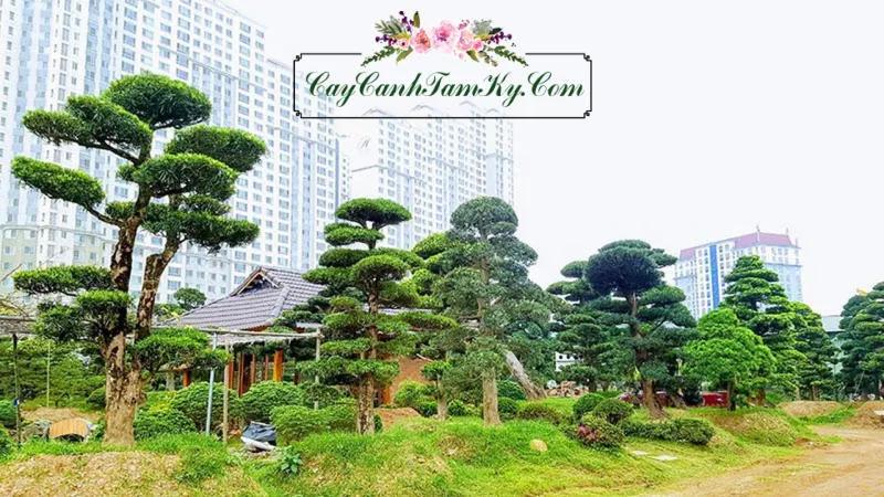 Cận cảnh bộ lá kim xanh mướt của Tùng La Hán, biểu hiện của cây khỏe mạnh