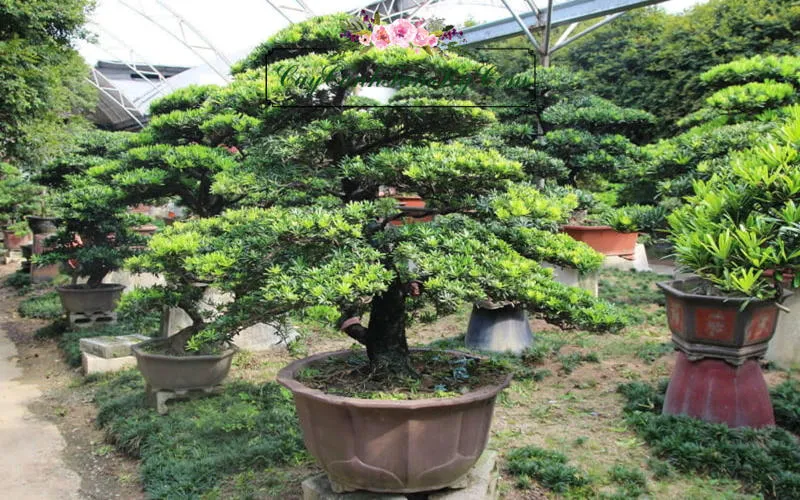 Cây Tùng La Hán bonsai được tạo dáng uốn lượn tinh xảo, thể hiện nét đẹp nghệ thuật của thiên nhiên