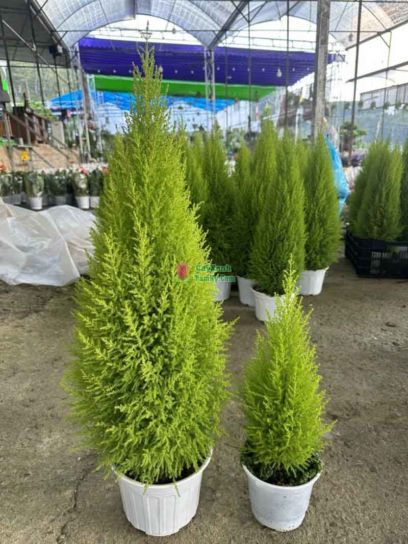 Cách Trồng Cây Tùng Thơm Và Phương Pháp Chăm Sóc Đúng Kỹ Thuật