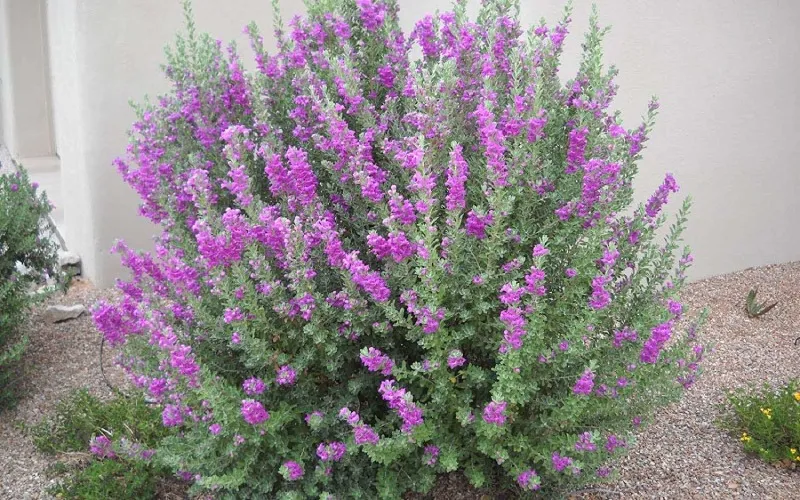 Ý nghĩa phong thủy và sức sống của Tuyết Sơn Phi Hồng