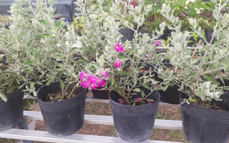 Cây giống Tuyết Sơn Phi Hồng sẵn sàng để trồng