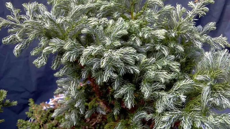 Cây tuyết tùng mang trong mình nhiều ý nghĩa biểu tượng sâu sắc trong cuộc sống