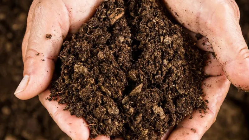 Đất trồng cây tuyết tùng cần có khả năng thoát nước cực tốt để tránh úng rễ